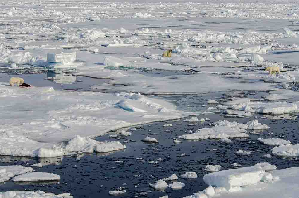 69 - Osos Polares - islas Svalbard - Noruega